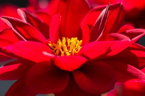 Red Dahlia Stock Photos