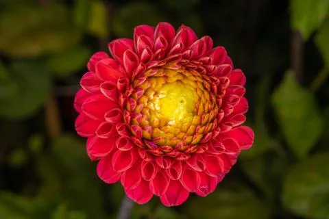 Red Dahlia Stock Photos