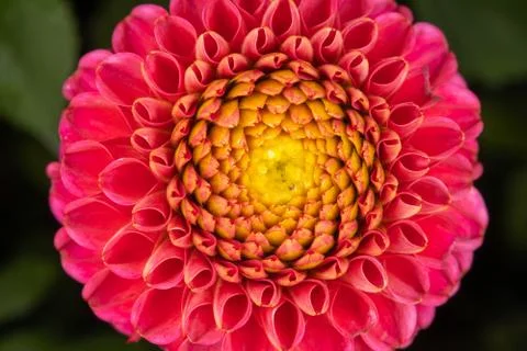 Red Dahlia Stock Photos