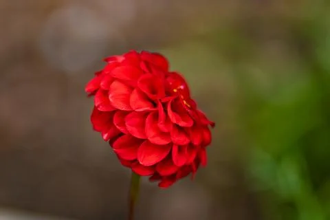 The Red Dahlia Stockfoto's