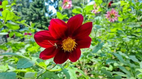 Red Dahlia Stock Photos