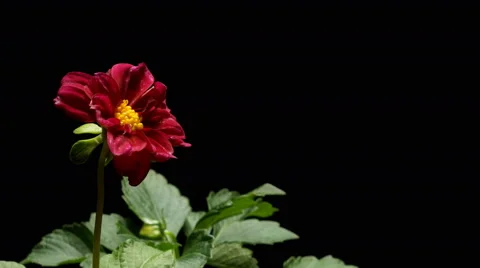 Red Dahlia Time-lapse Stock Footage 63788499
