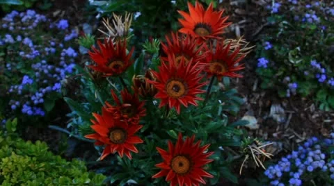 Red Daisey Video stock 12364887