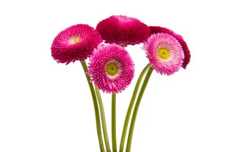 Red daisies isolated Stock Photos