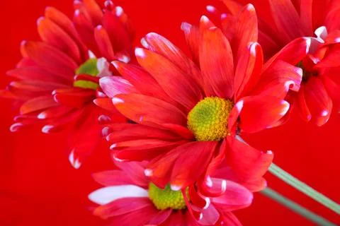 Red daisies Stock Photos