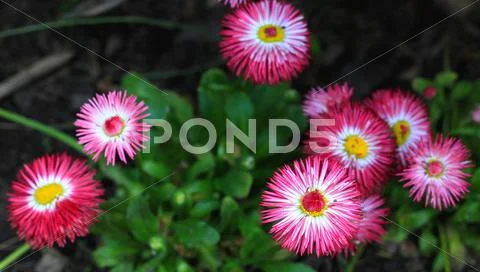 Red daisies in shadow garden Stock Photos