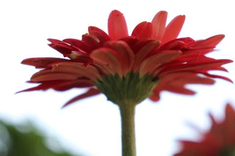 Red Daisy bottom view Stock Photos