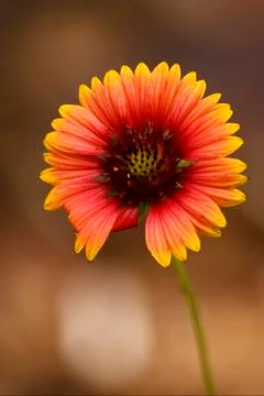 Red daisy brown background Stock Photos