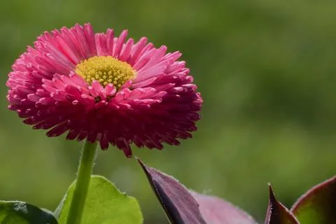 Red daisy double flower, side view, close up Stock Photos