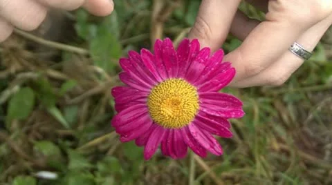 Red daisy flower Stock Footage 10825334