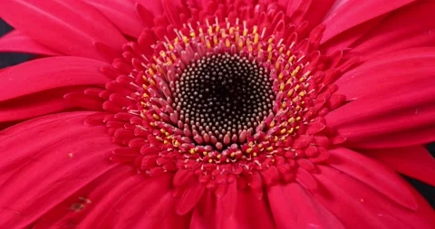 Red daisy flower on macro closeup on dark background Stock Footage 163363025