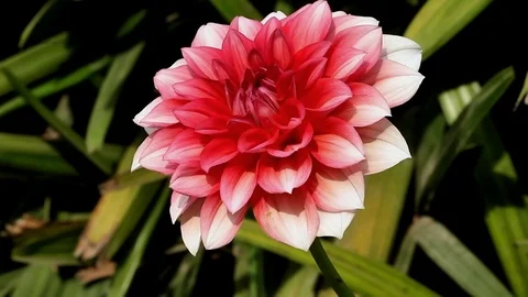 Red Daisy Flower In The Park Stock Footage 105964230