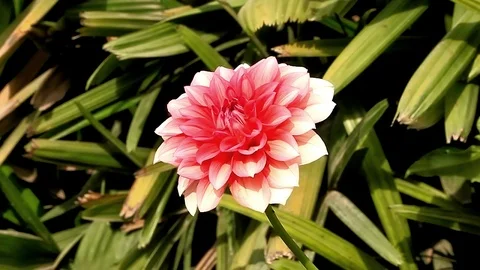 Red Daisy Flower In The Park Stock Footage 105985901