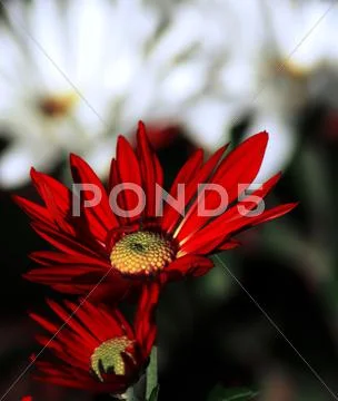 Red daisy flower Stock Photos