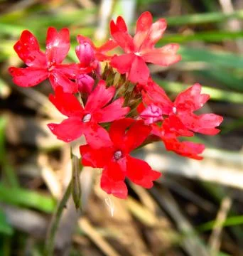Red daisy flower. Stock Photos