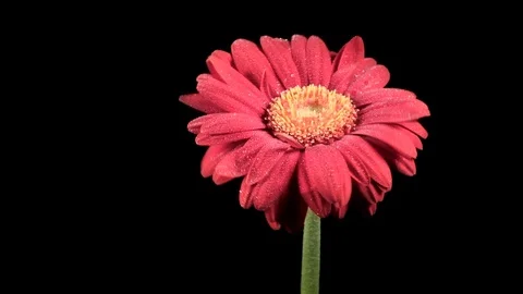 Red daisy flower in wind. Stock Footage 98210667