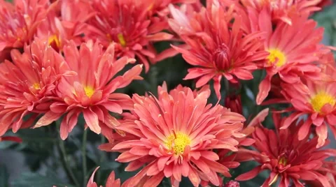 Red Daisy Stock Footage 42362188