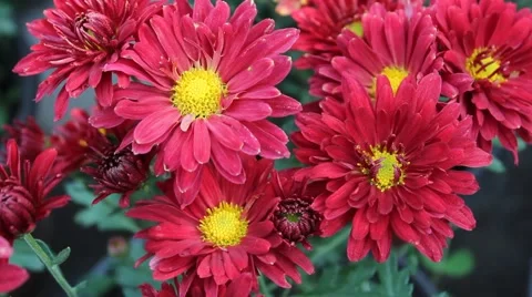 Red Daisy Stock Footage 42365031