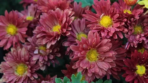 Red Daisy Stock Footage 42411979