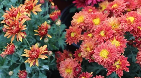 Red Daisy Stock-Footage 42414571