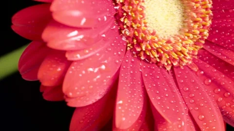 Red daisy. Video stock 98210527