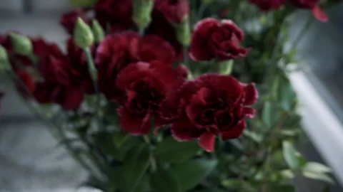 Red daisy-gerbera flower and white flowers Stock Footage 104657113