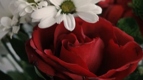 Red daisy-gerbera flower and white flowers 스톡 동영상 104657200