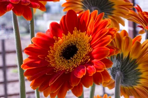 Red daisy gerbera Stock Photos