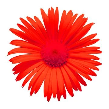 Red daisy isolated on a white background. Flowers card. Flat lay, top view Stock Photos