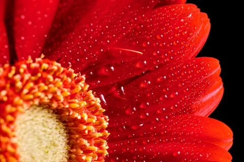 Red daisy petals Stock Photos
