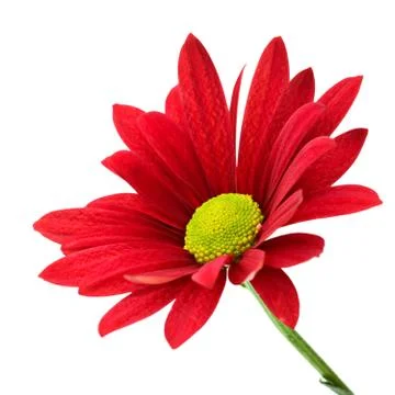Red daisy Stock Photos