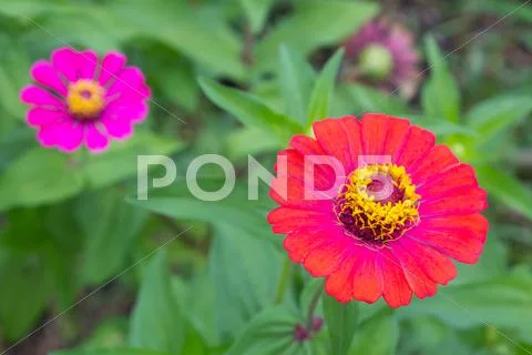 Red daisy Stock Photos