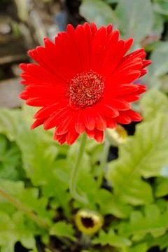 Red daisy Stock Photos