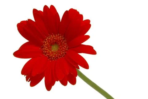 Red daisy Stock Photos