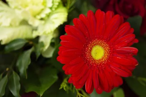 Red Daisy Stock Photos