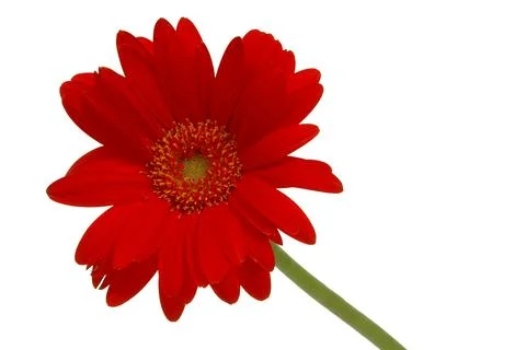 Red daisy Foto stock