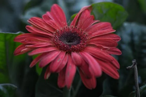 Red Daisy Stock-Fotos