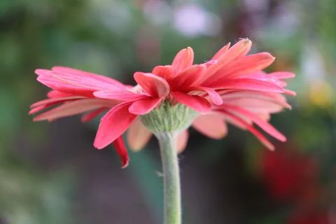 Red Daisy side view Stock Photos