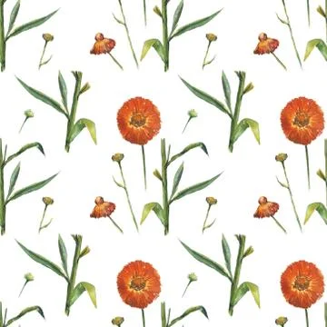 Red daisy on white background. Seamless watercolor pattern Stock Photos