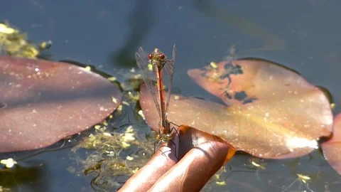 Red damselflies Stock Footage 89994333