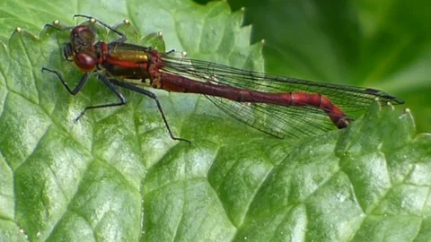 Red Damselfly Stock-Footage 89632782