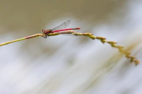 Red Damselfly Stock Photos