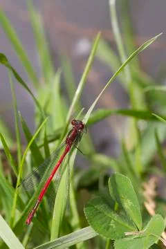 Red Damselfly Stock Photos