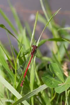Red Damselfly Stock Photos