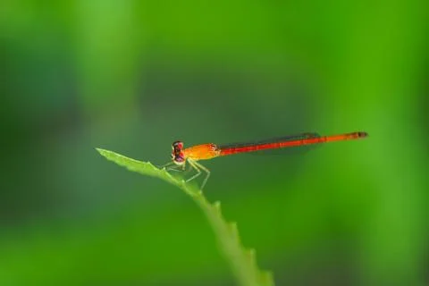 Red damselfly Stock Photos