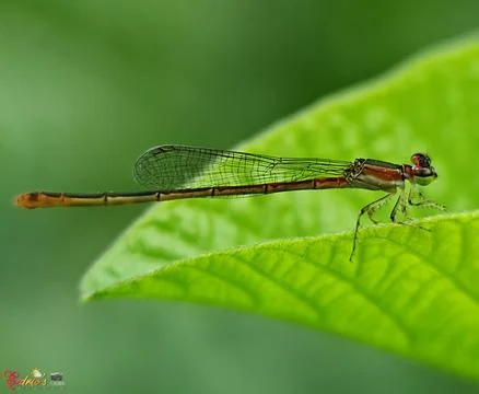 Red damselfly Stock Photos