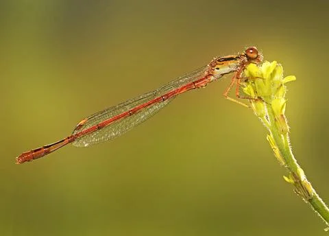 Red damselfly Foto stock