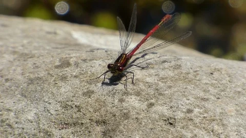 Red damselfly on rock Stock Footage 89994273