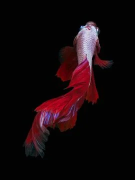 Red dargon Stock Photos