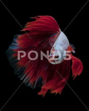 Red dargon Stock Photos